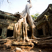 Камбоджа: Разлитые деревья Та Пром