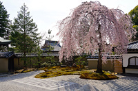 Тур в Японию на цветение сакуры