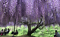 Тур в Японию на цветение глициний