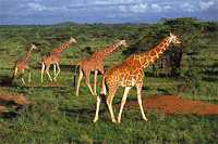 Сафари-тур в Кению с пляжным отдыхом