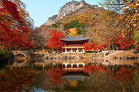 Тур в Корею на цветение красных клёнов