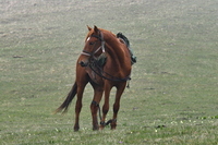 конный поход на кавказе