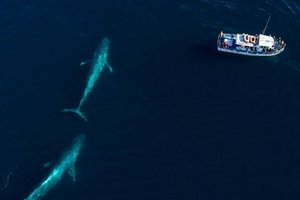 поиски китов яхтинг